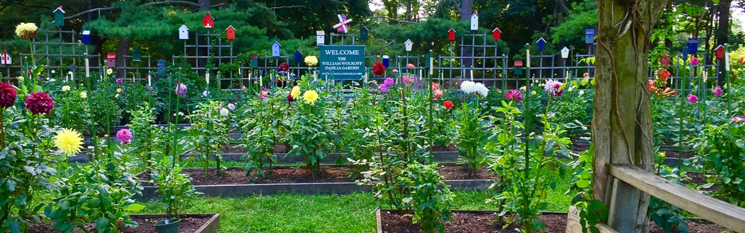 Bayard Cutting Arboretum Dahlia Beds